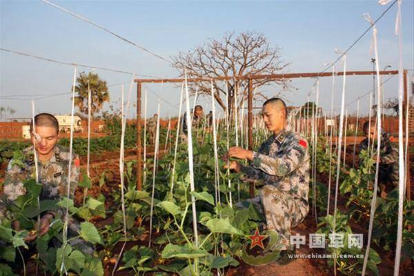 蔬菜产量超万公斤 苏丹战区司令也惊叹
